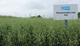 Growers, grain traders and cereal pathologists asked to steer the RL